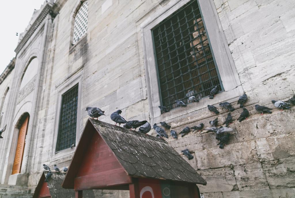 Pigeons - Photo, Image