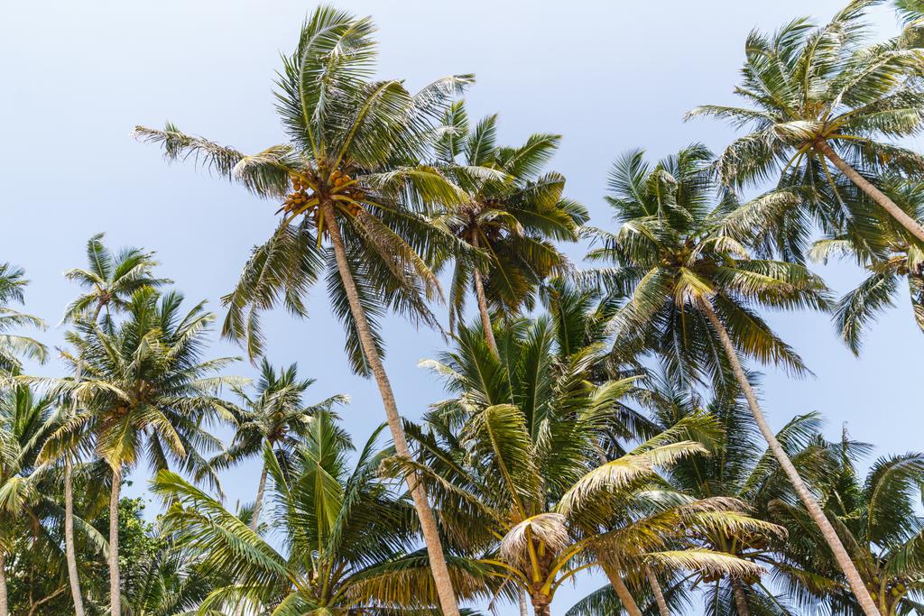 palm trees - Photo, Image