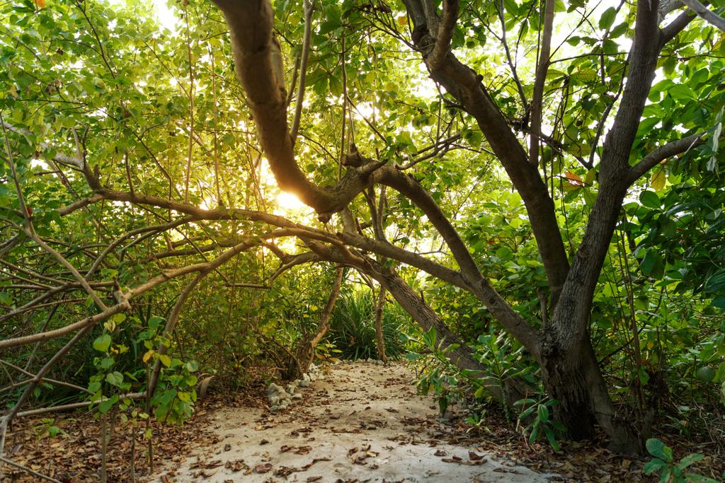 Güneş ışığı ve ağaçlar - Fotoğraf, Görsel