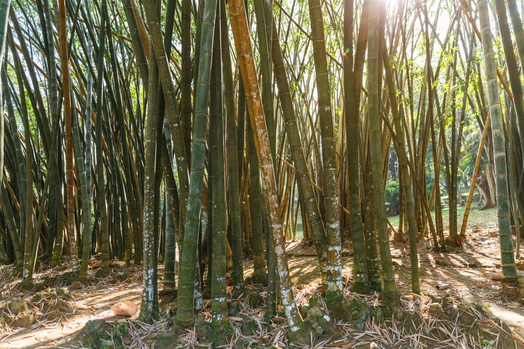 Plantas de bambu
 - Foto, Imagem