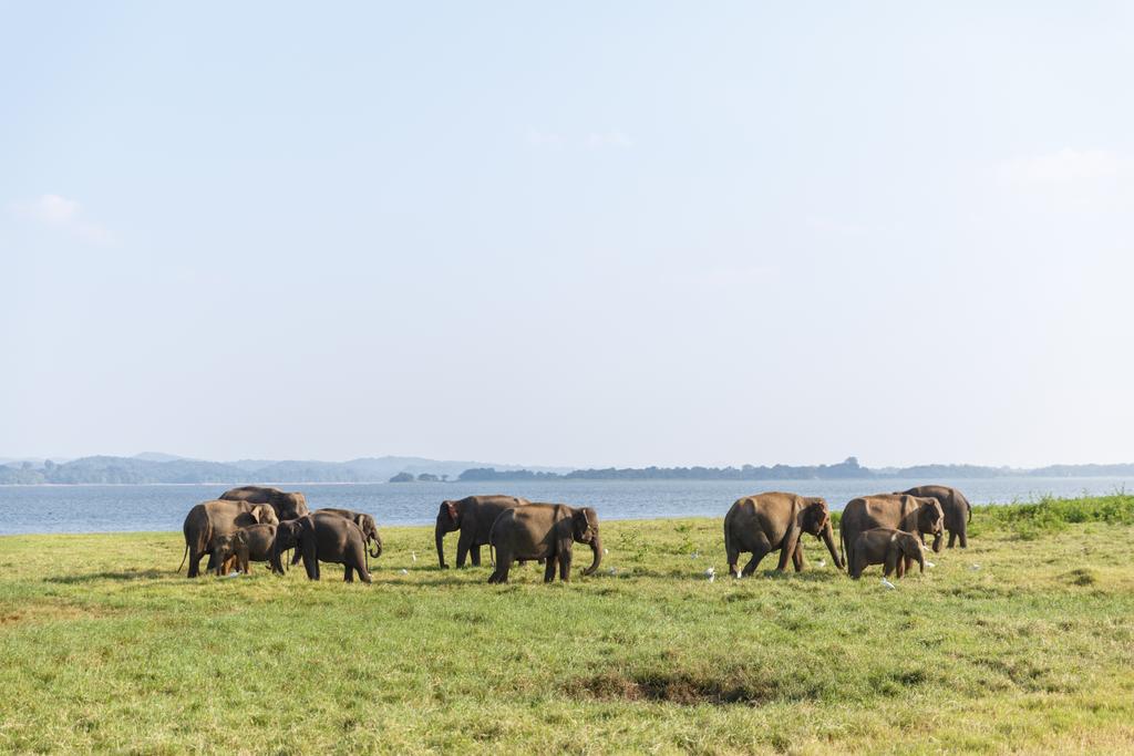vadon élő elefántok - Fotó, kép