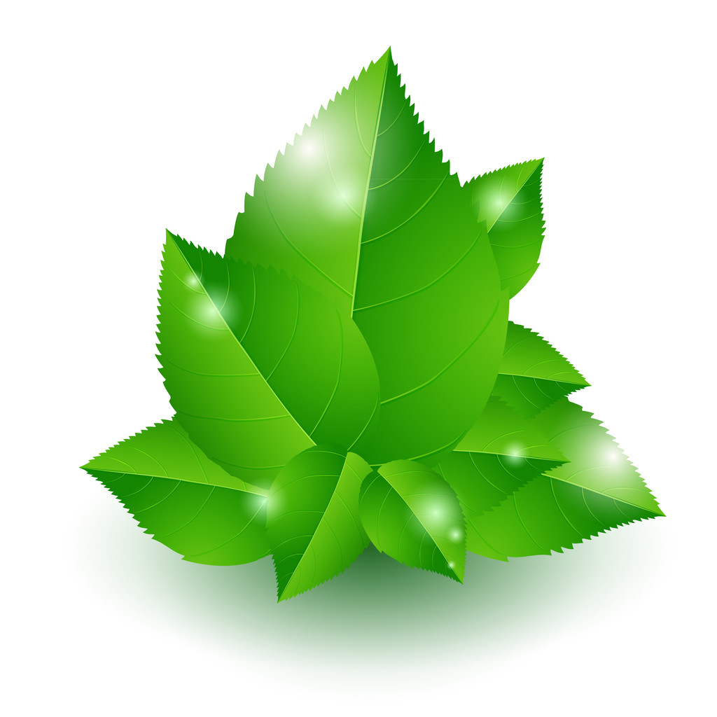 vectorillustratie van groene bladeren. - Vector, afbeelding
