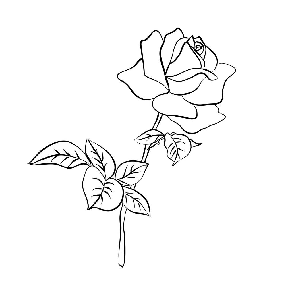 Rose schets op witte achtergrond - Vector, afbeelding