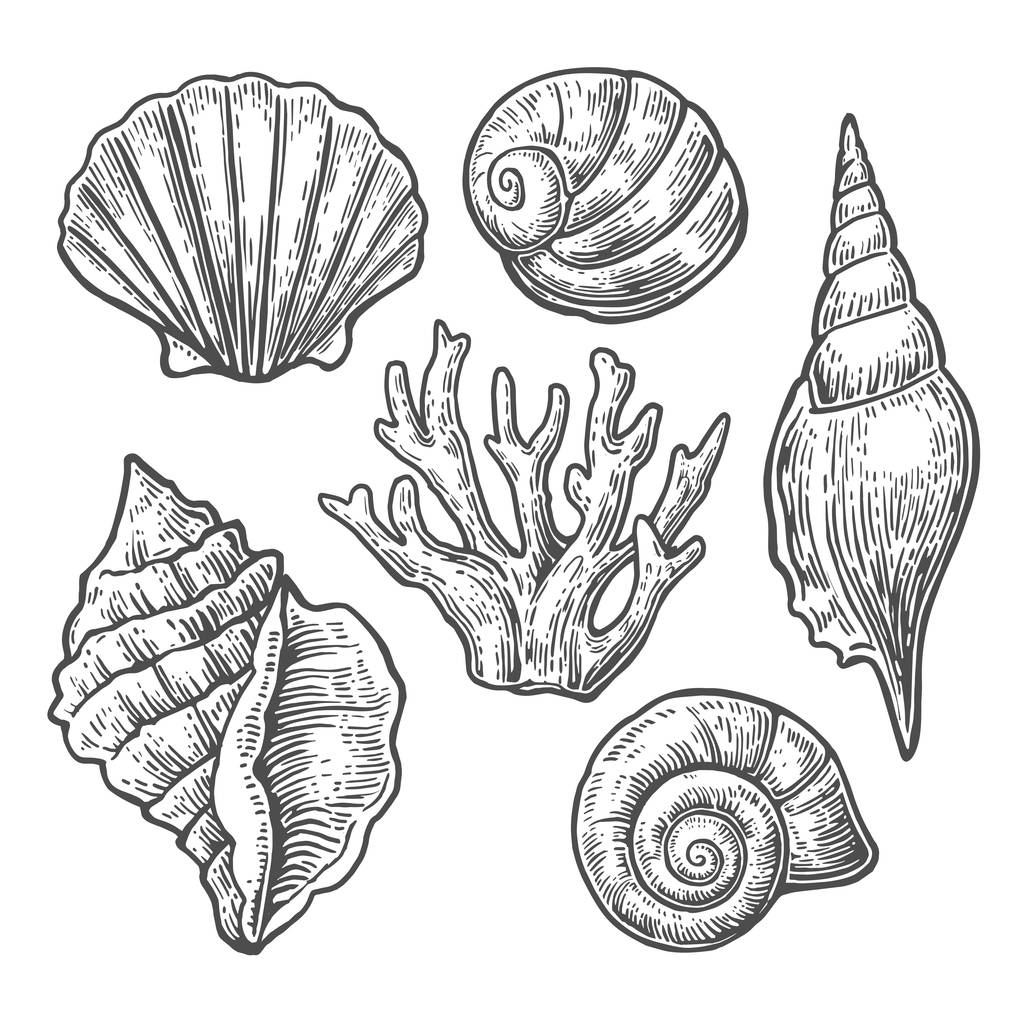 Sea shell. Zwarte gravure van vintage illustraties instellen Geïsoleerd op witte achtergrond - Vector, afbeelding