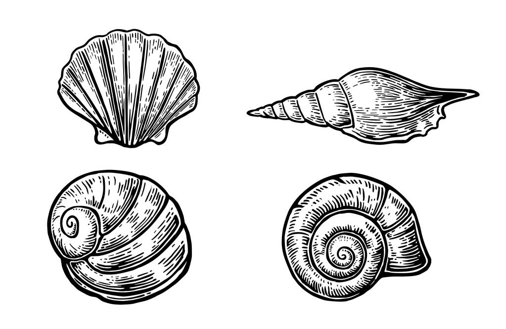Sea shell. Zwarte gravure van vintage illustraties instellen Geïsoleerd op witte achtergrond - Vector, afbeelding