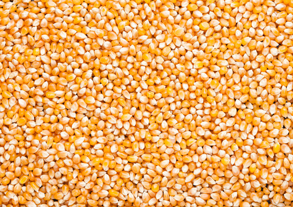 Ham altın tatlı mısır patlamış mısır tahıl tohumları doku - Fotoğraf, Görsel