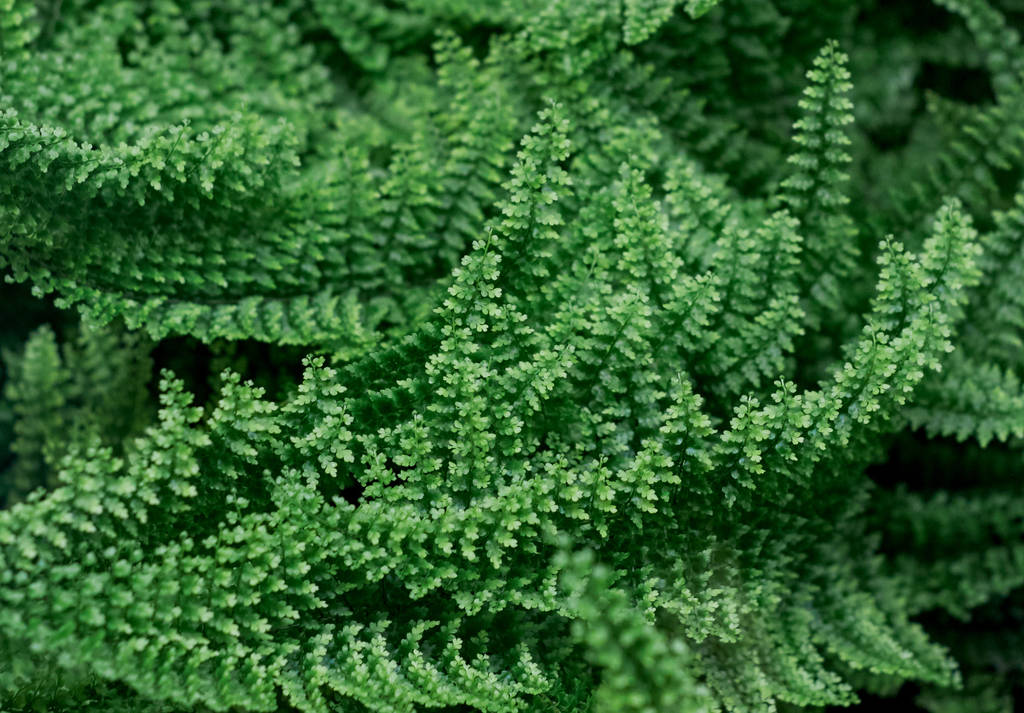 Води рослина текстури
 - Фото, зображення