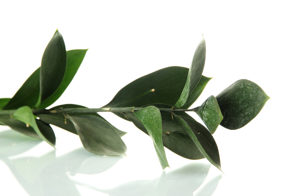 υποκατάστημα με πράσινα φύλλα, που απομονώνονται σε λευκό - Φωτογραφία, εικόνα