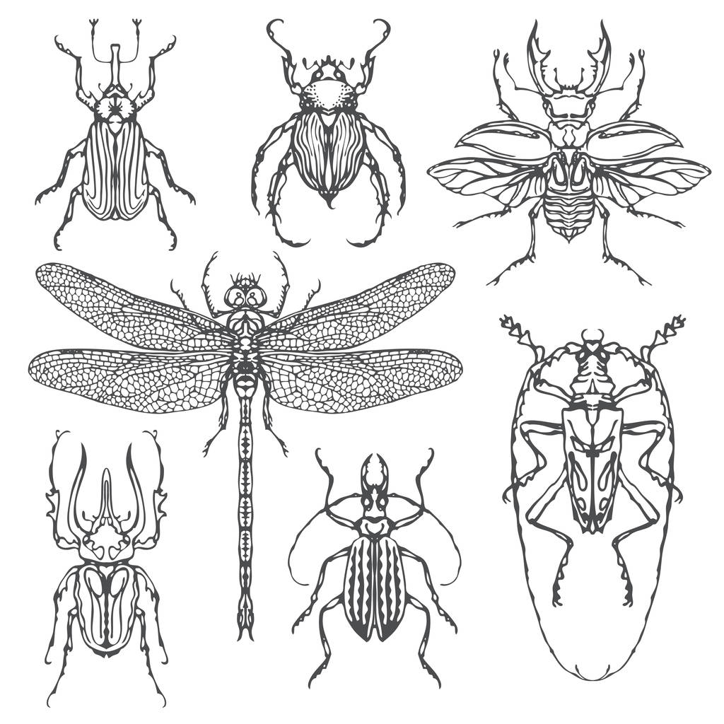 Vector set of various insects in hand drawn style - Vector, Image