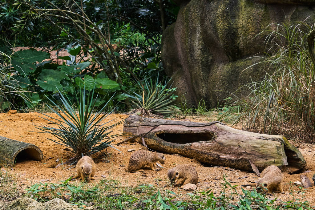 grupo de suricatas
 - Foto, imagen