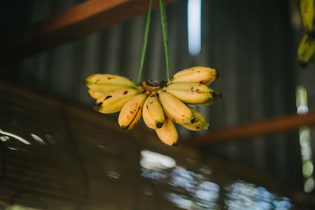 バナナ - 写真・画像