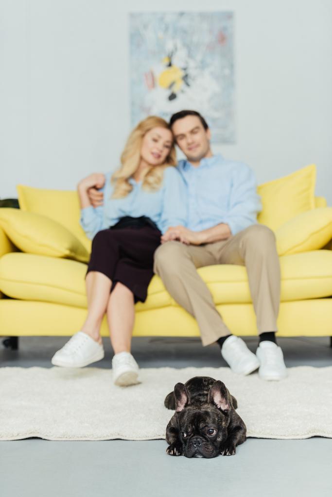 Στικτός Frenchie σκύλο ξαπλωμένο στο πάτωμα από τους ιδιοκτήτες του να κάθεται στον καναπέ - Φωτογραφία, εικόνα