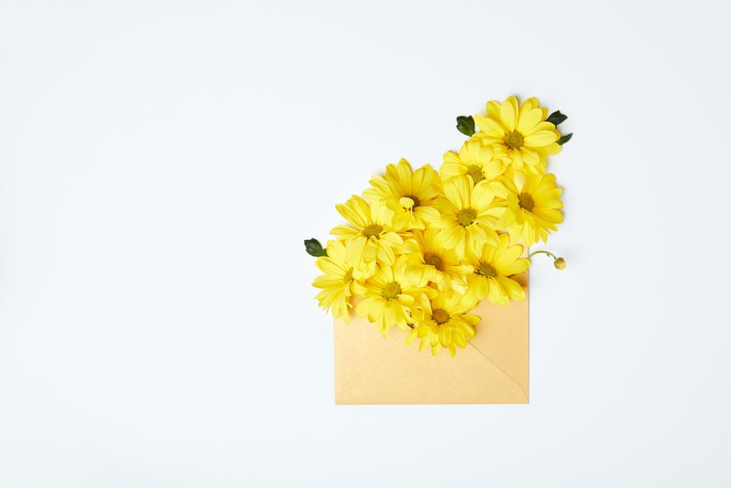 Žluté chryzantémy v obálce izolované na bílém - Fotografie, Obrázek