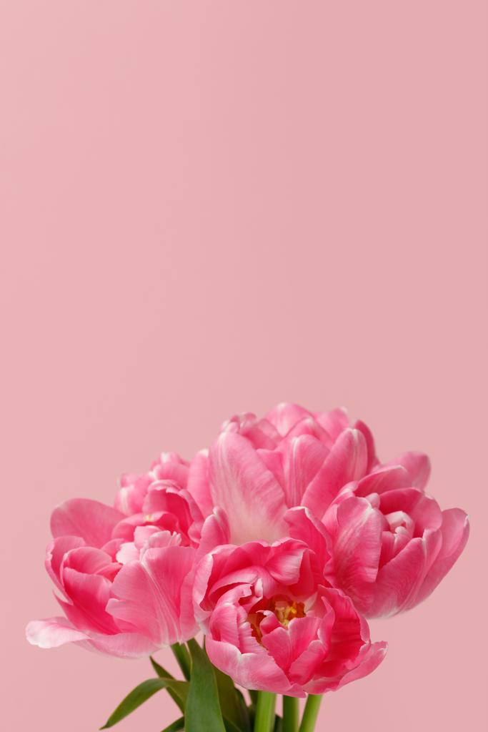 Bouquet of spring tulips isolated on pink background - Photo, Image