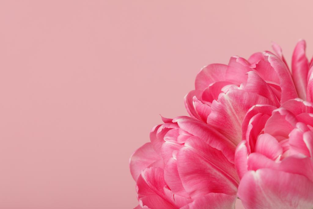 Lentebloemen roze tulpen geïsoleerd op roze achtergrond - Foto, afbeelding