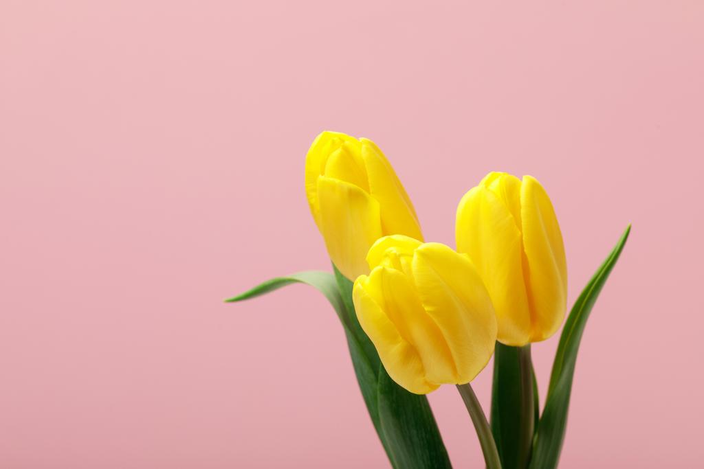 Bukiet żółtych tulipanów na białym tle na różowym tle - Zdjęcie, obraz