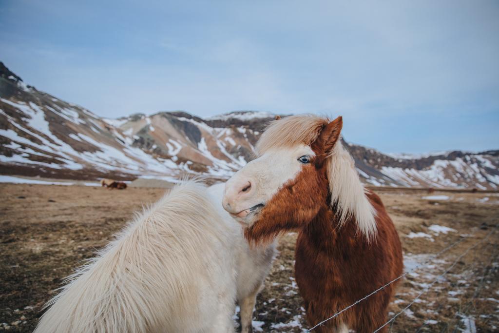 Дивовижні коней
 - Фото, зображення