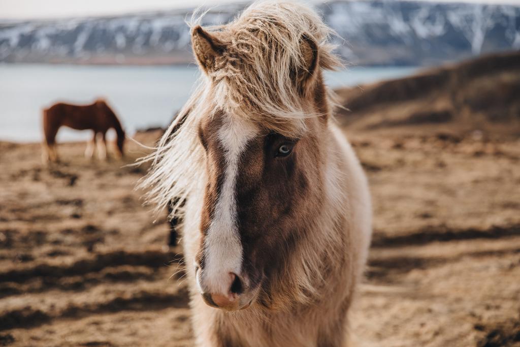 IJslandse paard - Foto, afbeelding
