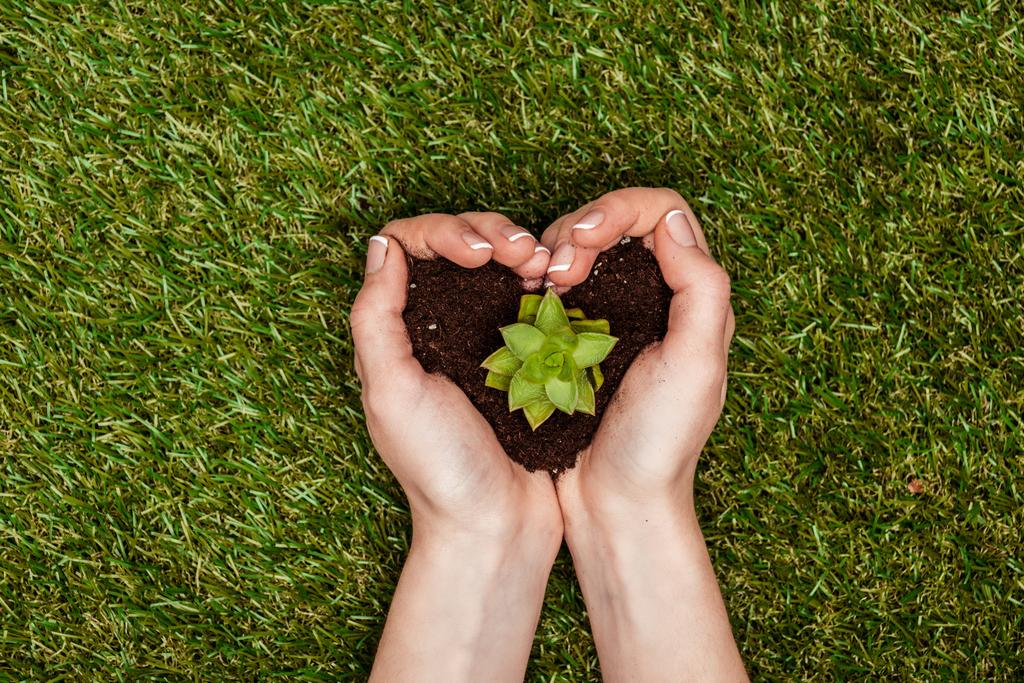 περικομμένη εικόνα γυναίκας κρατώντας το χώμα σε σχήμα καρδιάς με χυμώδεις στα χέρια πάνω από την πράσινη χλόη, έννοια την ημέρα της γης - Φωτογραφία, εικόνα