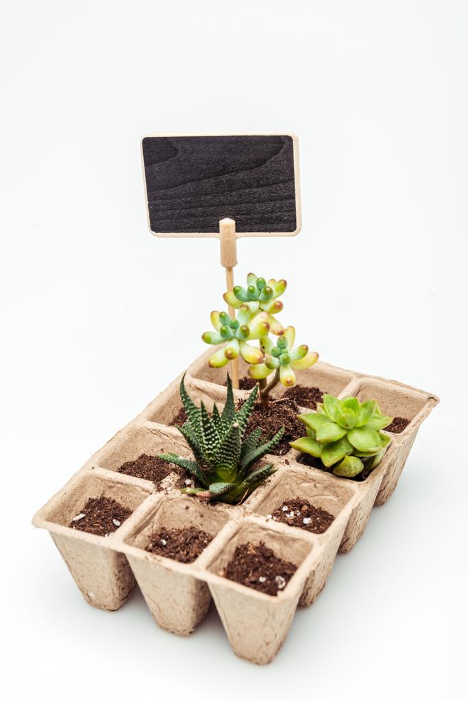 Beyaz, dünya gün kavramı izole blackboard ile saksı succulents - Fotoğraf, Görsel
