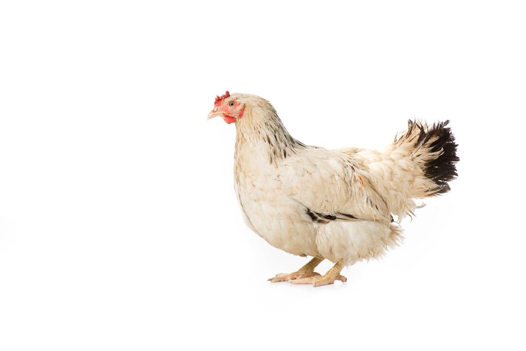 vista completa de la hermosa gallina blanca de pie aislado en blanco
 - Foto, Imagen