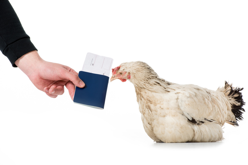 cropped shot of person giving passport with ticket to hen isolated on white  - Photo, Image