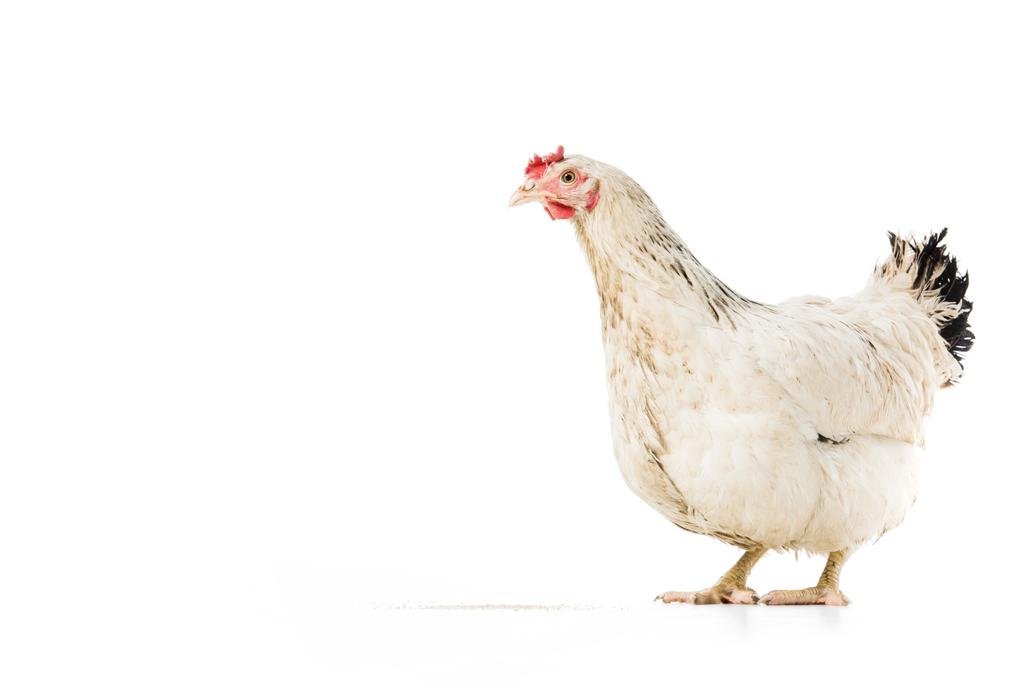 Chicken - Photo, Image