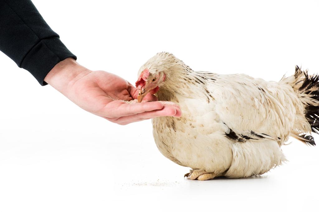colpo ritagliato di persona che alimenta gallina isolata su bianco
  - Foto, immagini