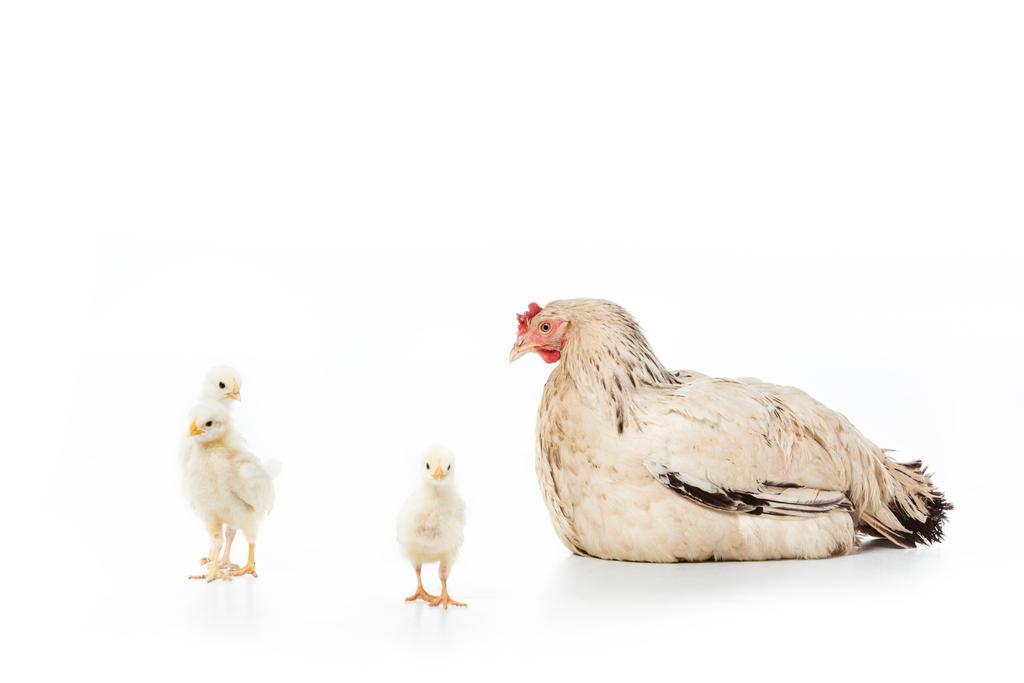 hen looking at cute little chickens isolated on white - Photo, Image