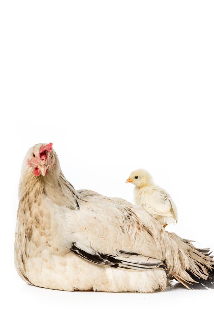 söpö pieni kana seisoo kana eristetty valkoinen
  - Valokuva, kuva