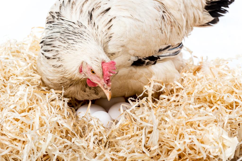 zbliżenie biała kura siedząc na gniazdo z jajkami na białym tle  - Zdjęcie, obraz