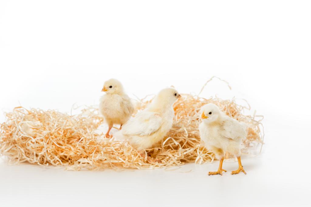 trois petits poulets mignons sur le nid isolé sur blanc
 - Photo, image