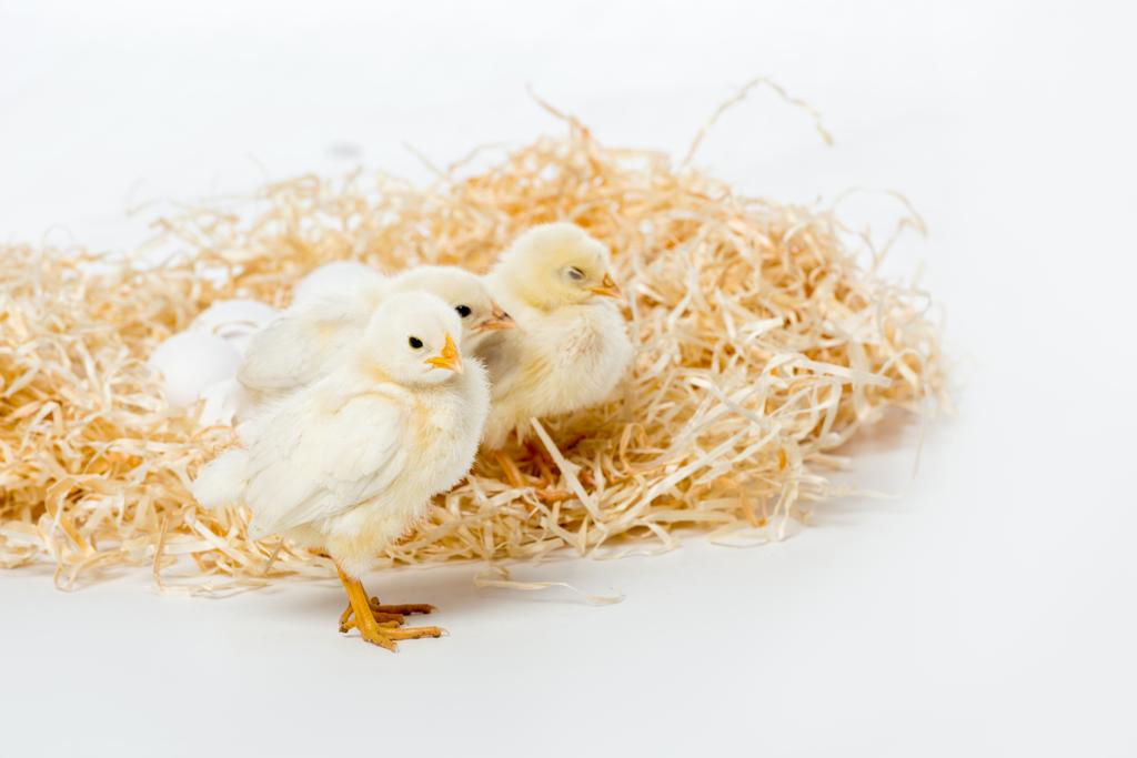白で隔離の巣で愛らしい小さな鶏 - 写真・画像