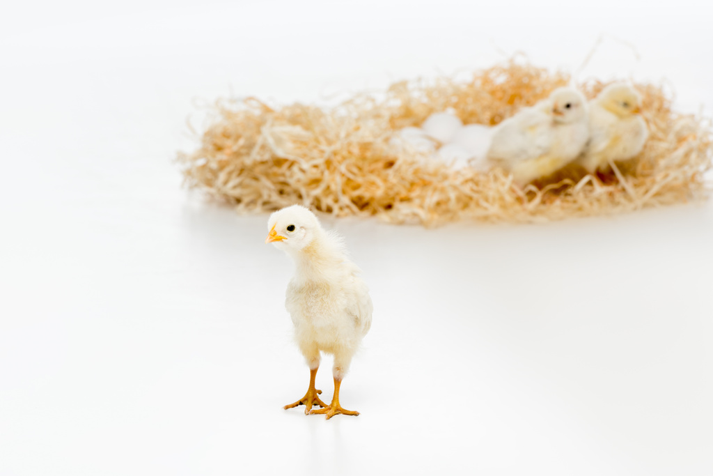 Nahaufnahme von niedlichen kleinen Küken, die in die Kamera schauen und Hühnern auf dem Nest mit Eiern dahinter - Foto, Bild