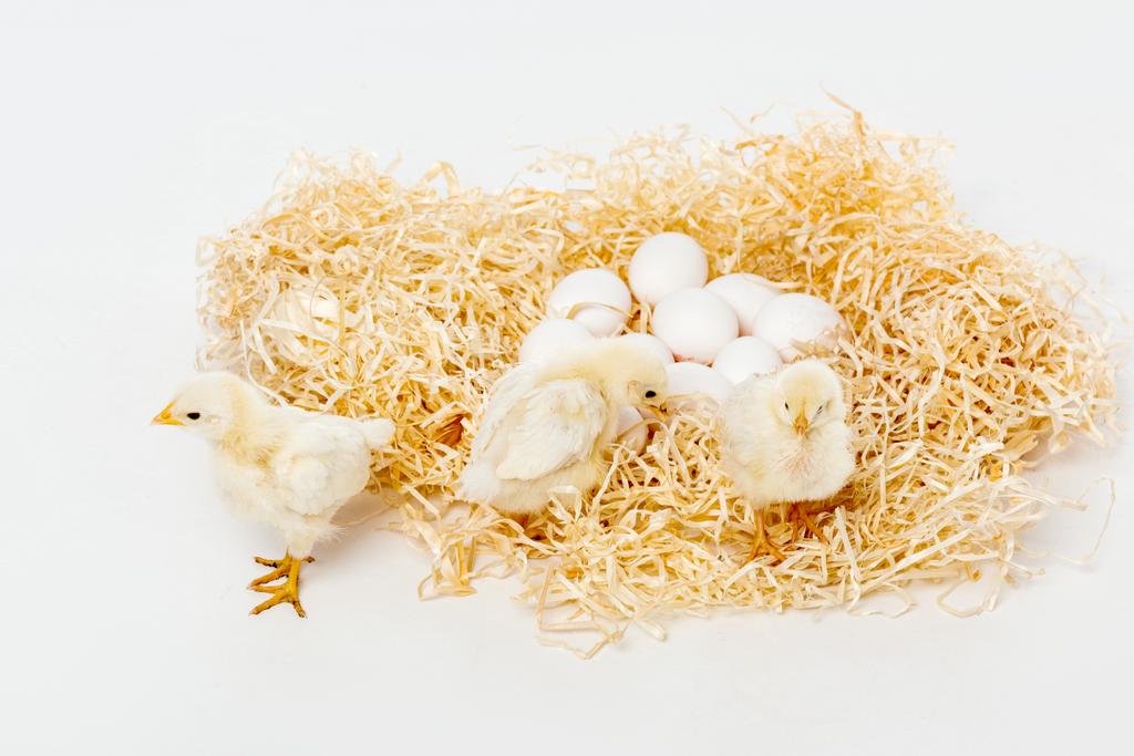 милі маленькі кури на гнізді з яйцями ізольовані на білому
 - Фото, зображення