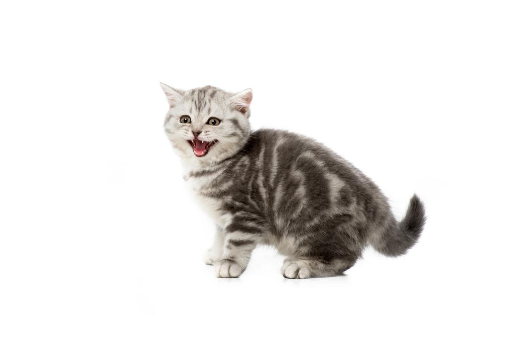 αξιολάτρευτο γκρίζα αφράτο γατάκι meowing απομονωθεί σε λευκό - Φωτογραφία, εικόνα