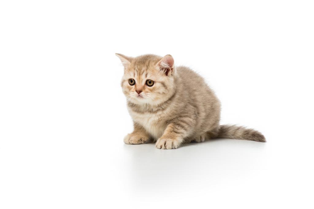 şirin tüylü yavru kedi yalan ve uzak üzerinde beyaz izole arıyorsunuz - Fotoğraf, Görsel
