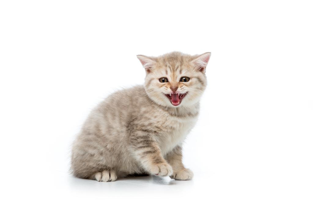 adorable fluffy kitten meowing and looking at camera isolated on white  - Photo, Image