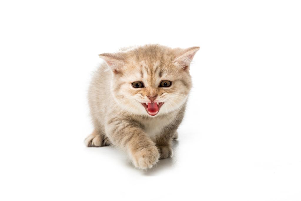 lindo gatito meowing y mirando cámara aislado en blanco
  - Foto, imagen