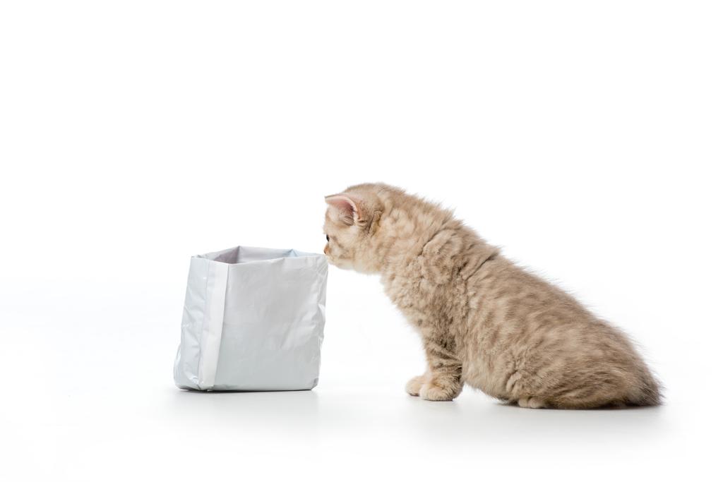 carino piccolo inglese stenografia gattino sniffing bag isolato su bianco
 - Foto, immagini