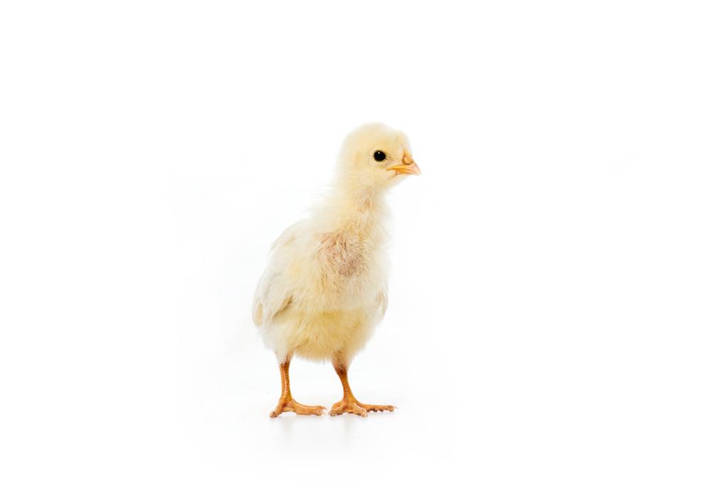 vista de cerca de adorable pollito aislado en blanco
 - Foto, Imagen