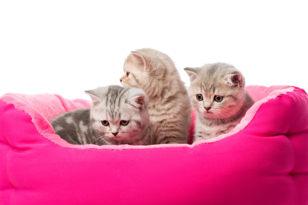 mignons petits chatons moelleux assis dans un lit de chat rose isolé sur blanc
  - Photo, image