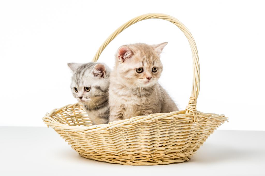 прелестные пушистые котята, сидящие в плетеной корзине на столе
 - Фото, изображение
