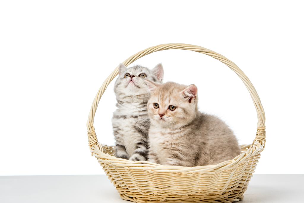 白で隔離籐のバスケットに座っているかわいいフワフワ子猫   - 写真・画像