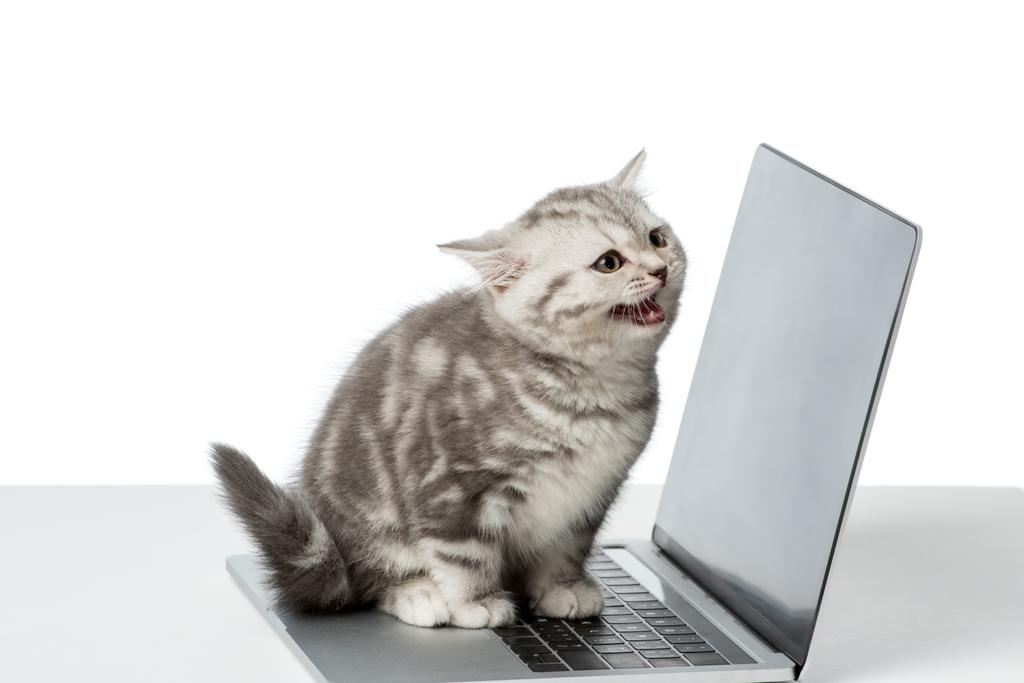 чарівний маленький кошеня сидить на ноутбуці з порожнім екраном на стільниці
 - Фото, зображення