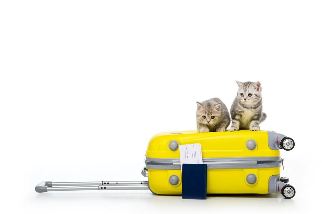 gatitos adorables sentados en la maleta y el pasaporte con billete aislado en blanco
 - Foto, imagen