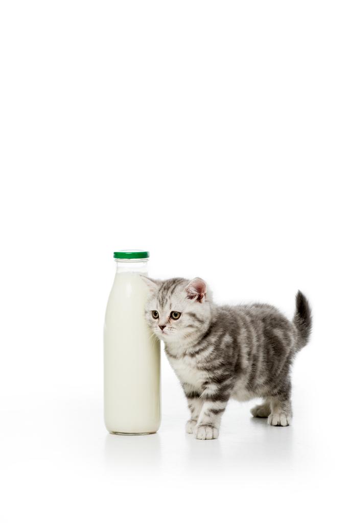 aranyos kis cica áll közel palack tej elszigetelt fehér  - Fotó, kép