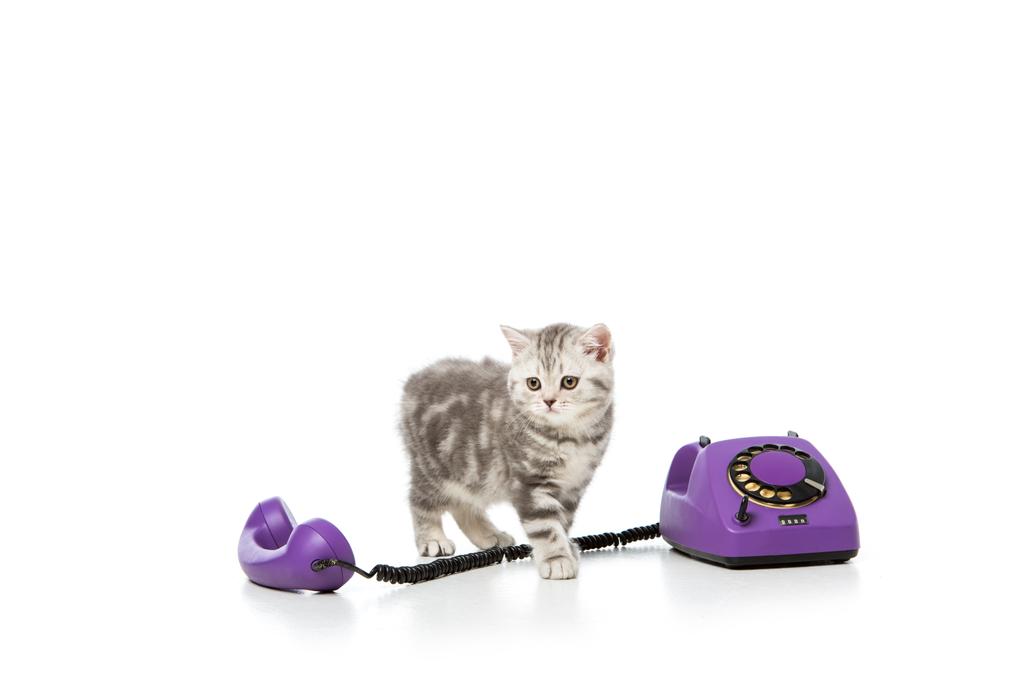 aranyos kis cica, elszigetelt fehér lila rotációs telefon   - Fotó, kép