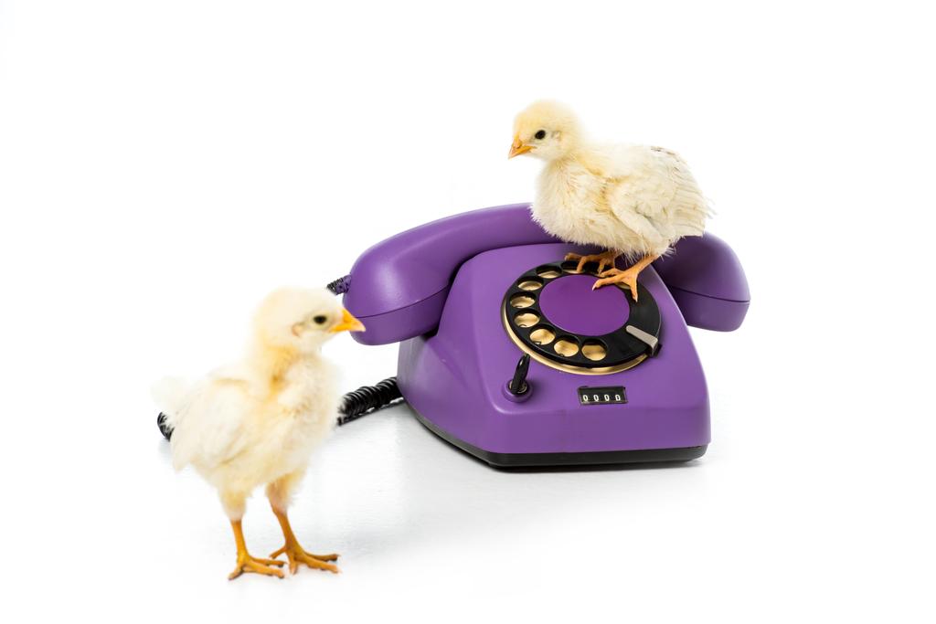 adorable little chickens with rotary telephone isolated on white - Photo, Image