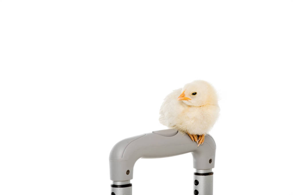 vista de cerca de poco lindo pollo sentado en la manija de la maleta aislado en blanco
 - Foto, Imagen